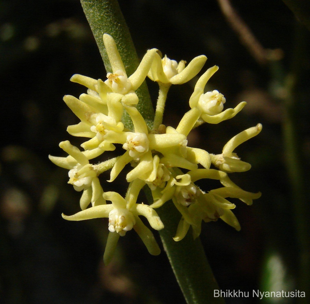 Cynanchum viminale (L.) L.